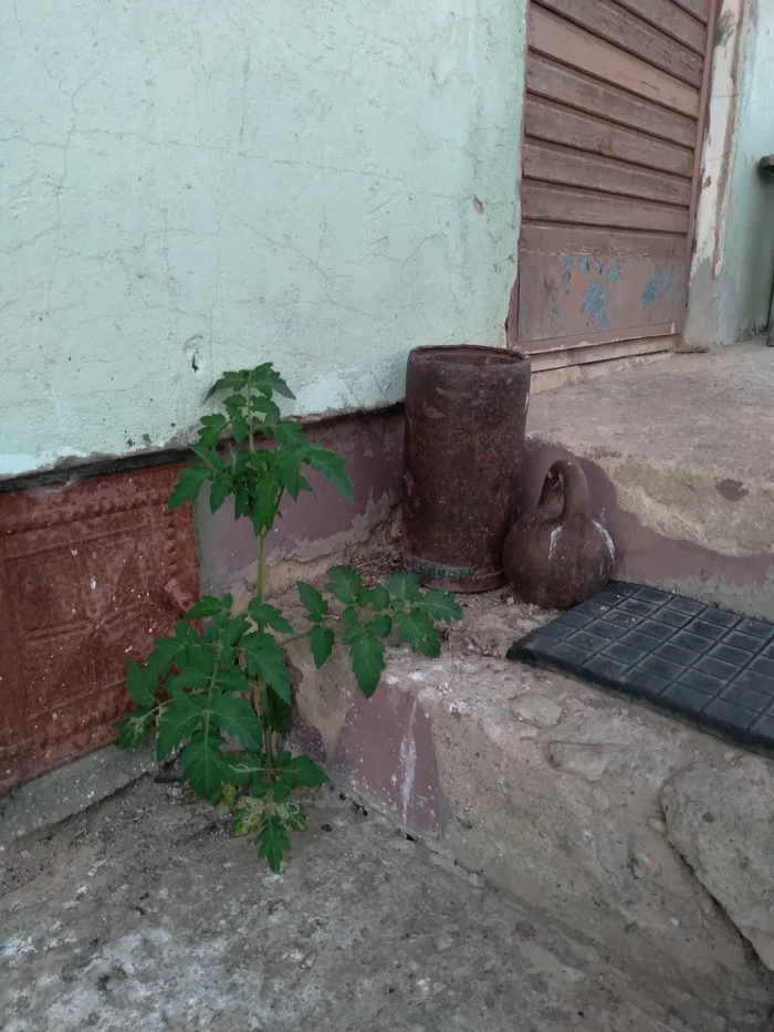 The power of life - My, Power, A life, Tomatoes, Porch