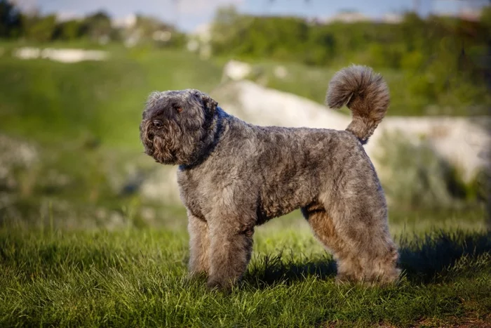 About dog breeds No. 132. Bouvier des Flanders, Bouvier des Ardennes - Dog, Dog breeds, Service dogs, Herding dogs, Video, Longpost