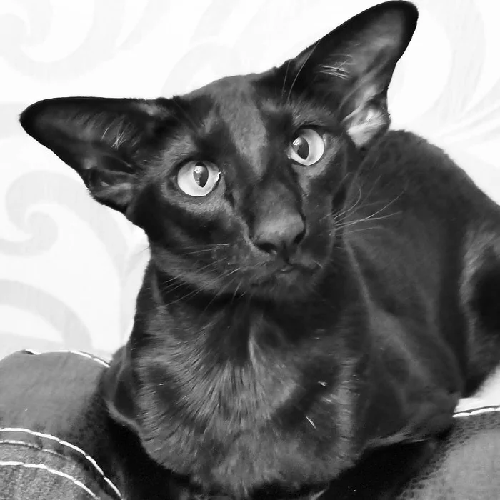 She always has a surprised look at the world around her. - My, Oriental cats, Black and white photo, Longpost, cat