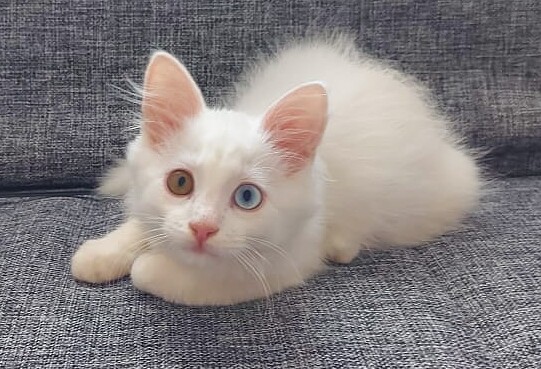 Odd-eyed cat in responsible hands! - cat, Turkish angora, I will give, Animal Rescue, Heterochromia, No rating, Moscow, Moscow region, , In good hands