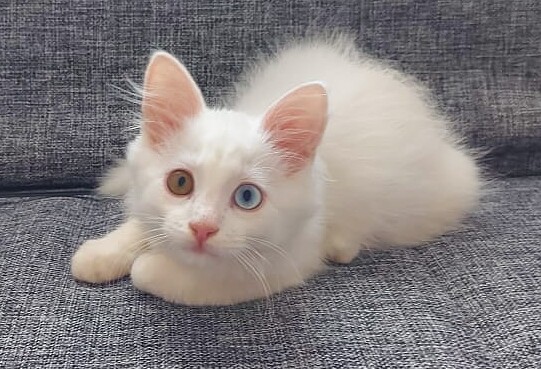 The odd-eyed cat is in responsible hands! - cat, Turkish angora, I will give, Heterochromia, No rating, Moscow, Moscow region, In good hands