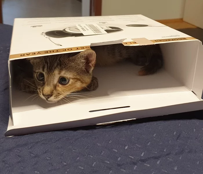 I'm in the house - My, cat, Box, Milota