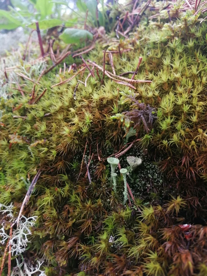 Karelia - My, Карелия, Moss, Macrocosm, Macro photography, Lichen, Longpost