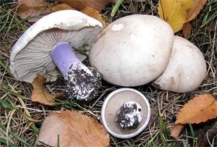 Magic package - My, Mushrooms, Mushroom season, Childhood memories