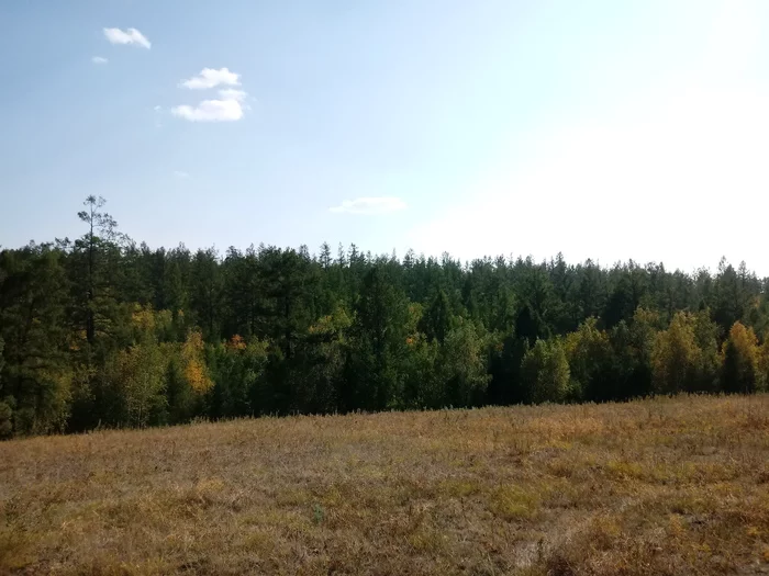 Just an autumn forest along the Magan highway near Yakutsk - My, Yakutsk, Forest, Yakutia, Autumn, Hills