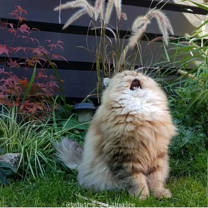 Сейчас будет чих! - Кот, Рисунок, Tactooncat