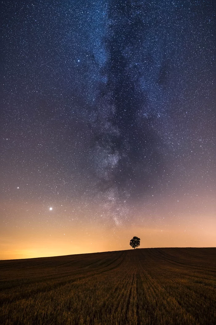 Lonely tree under the stars in Saxony, Germany! - Stars, Starry sky, Milky Way, Tree, Field, Saxony, Germany, The photo, Phone wallpaper, Astrophoto