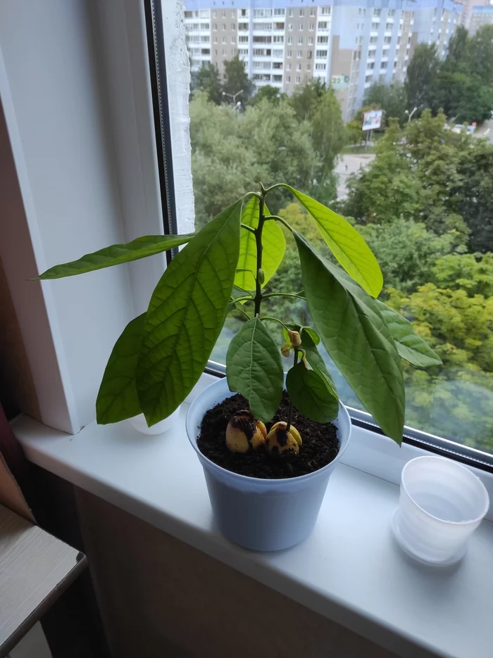 Brag post. Avocado - Avocado, Plants, Houseplants, Longpost