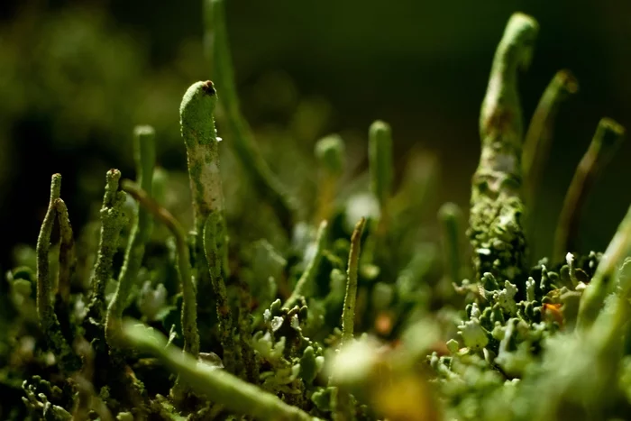 Forest in macro photography - My, Forest, The photo, Macro photography, Moss, Mushrooms, Longpost