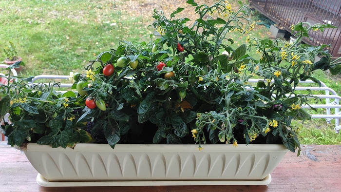 Помидорки кто-нибудь такие как на картинке выращивает?