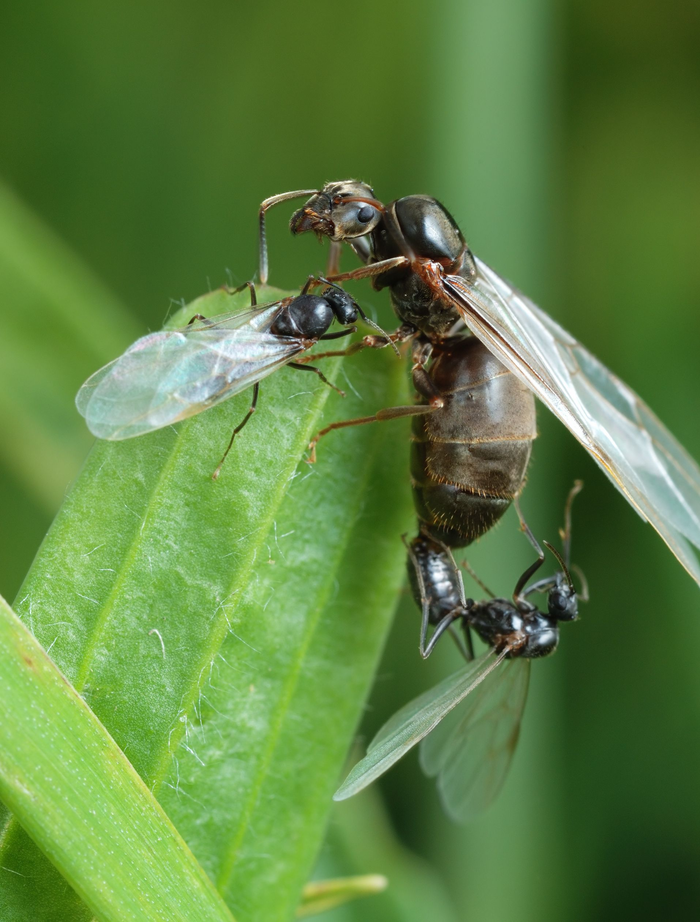   Lasius Niger , Lasius Niger,   ,  