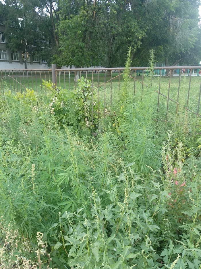 School joys! - My, Ja Rastafaray, Longpost, Hemp