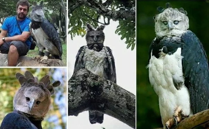 In case you've never seen Harpy before - Birds, Interesting, Unusual