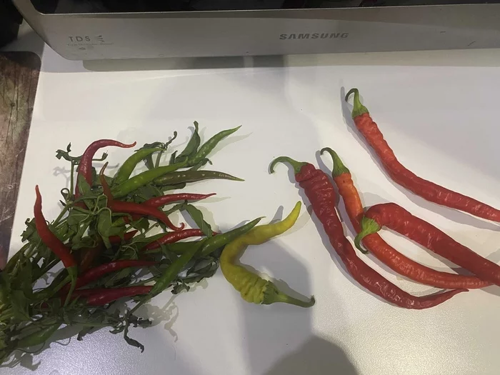 Hello, can you tell me what kind of peppers they are? - My, Hot peppers, Sharp information