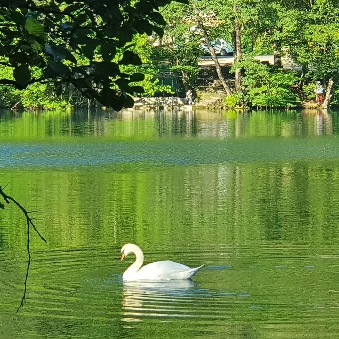 Although everything is green, the lake is called Blue - My, Kabardino-Balkaria, Blue Lake, Mobile photography, Samsung Galaxy S10, Nature, Swans