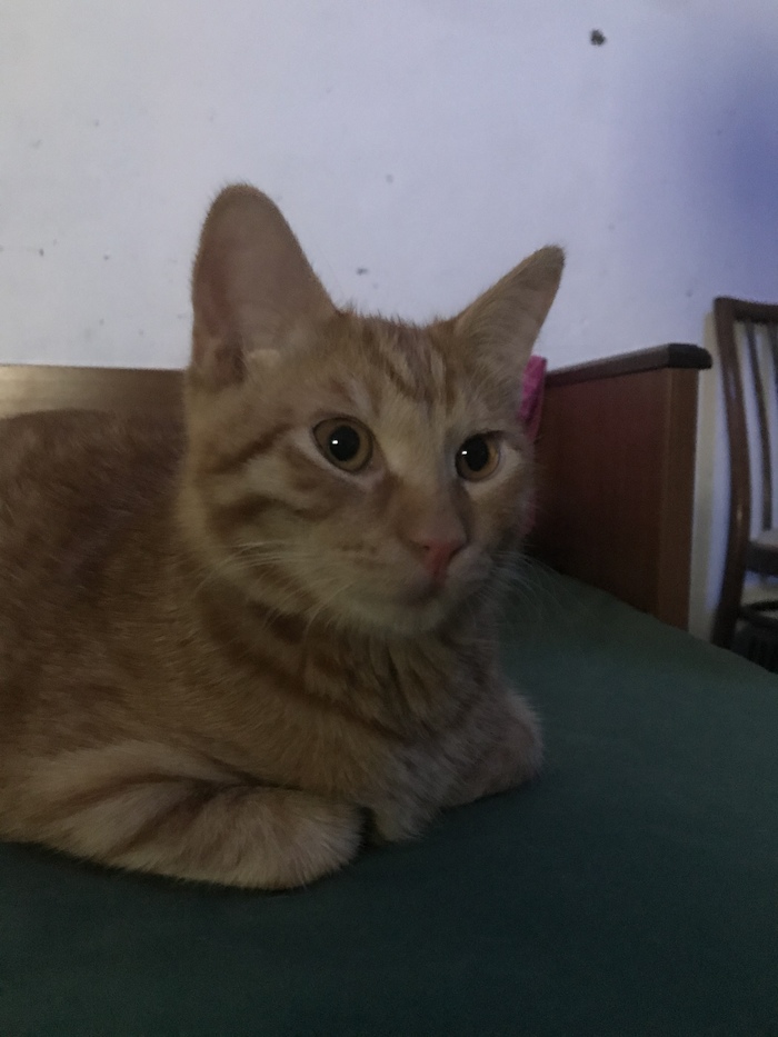 Поздравьте моего котобускинса с почином