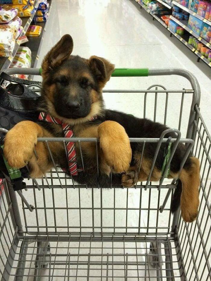 Take me straight to the meat department - Dog, German Shepherd, Puppies, Score, Cart