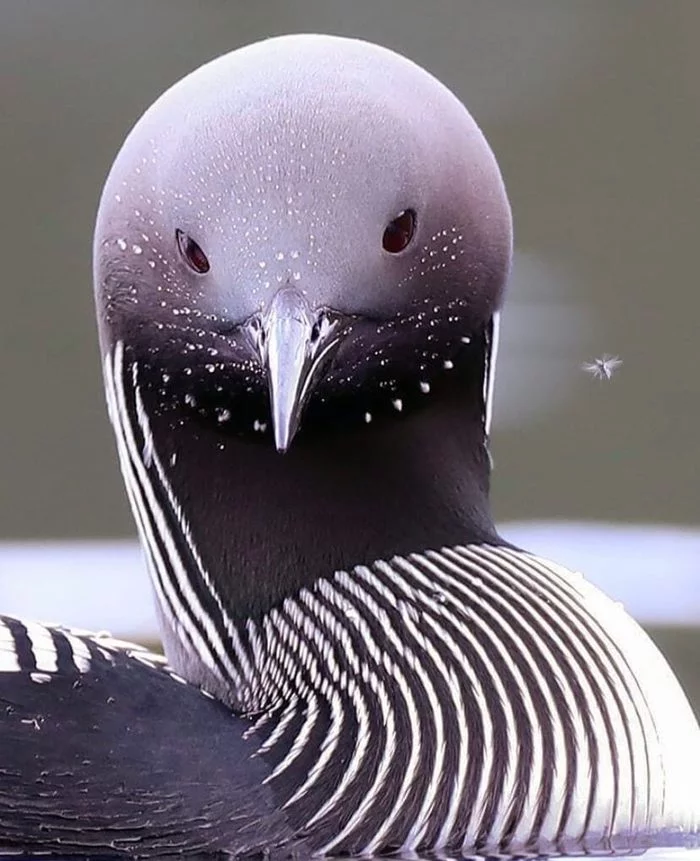 Aliens are among us - Birds, The photo, Unusual