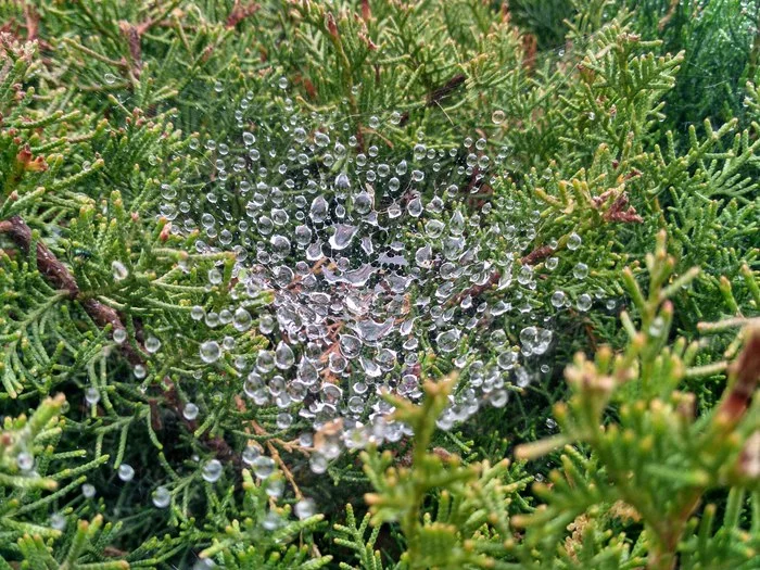 Cobweb - My, Dew on the grass, Dew