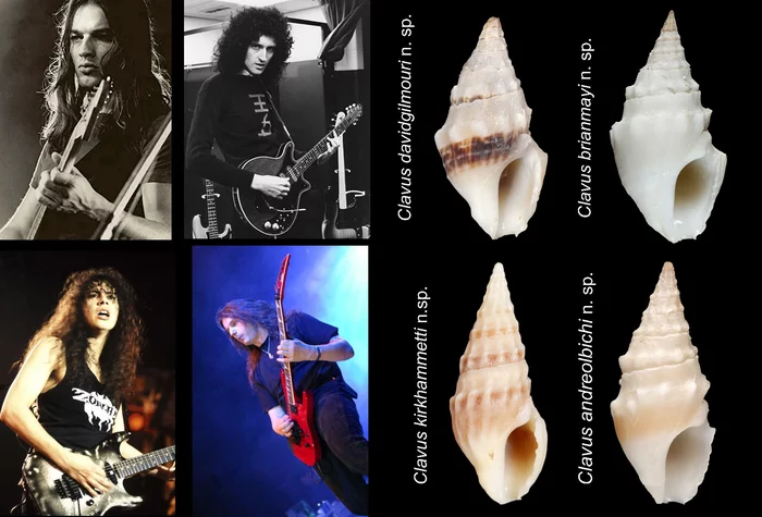 Zoology news - Zoology, Gastropod molluscum, Pink floyd, Queen, Metallica, Blind Guardian, Longpost