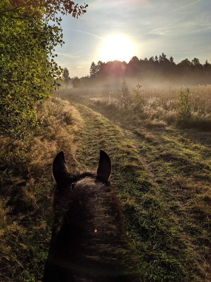 When the morning starts with coffee. And horseback riding - My, Horses, How does the morning begin?, Nature, Fog, Longpost