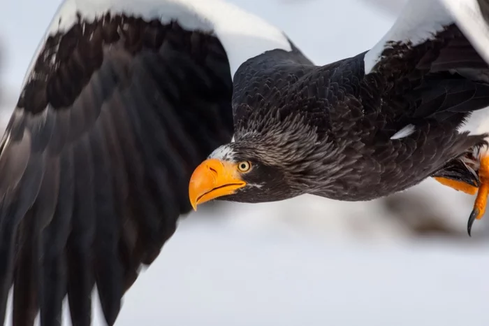 Yellow-billed fighter planes) - Birds, Bald eagle, Russia, Red Book, Predator birds, Nature, Дальний Восток, Longpost