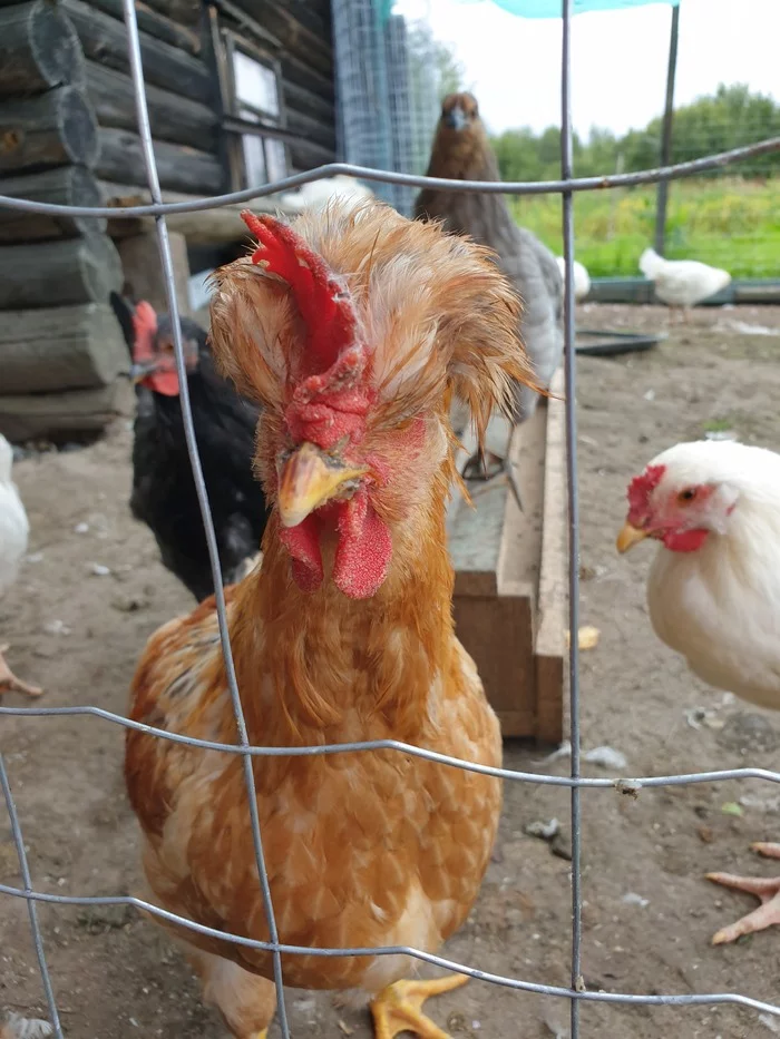 The rooster looks a lot like someone, doesn’t it? - My, Сельское хозяйство, Rooster, Village, Longpost