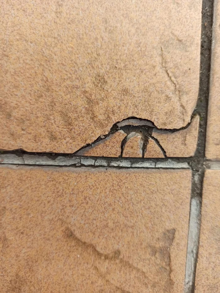 Diplodocus - My, Diplodocus, Pareidolia, Tile, Crack, Longpost