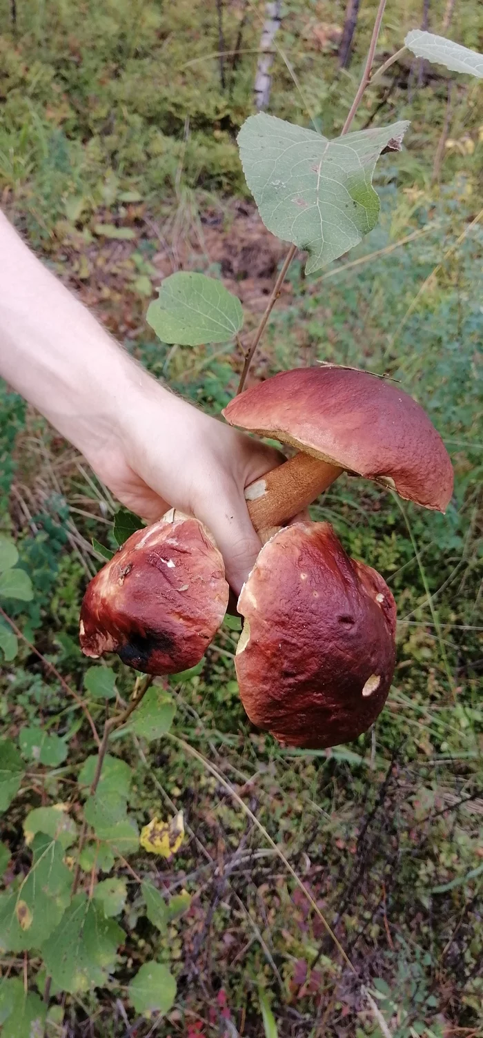 It's mushroom time in the Urals - My, Mushrooms, Summer, Big, Longpost