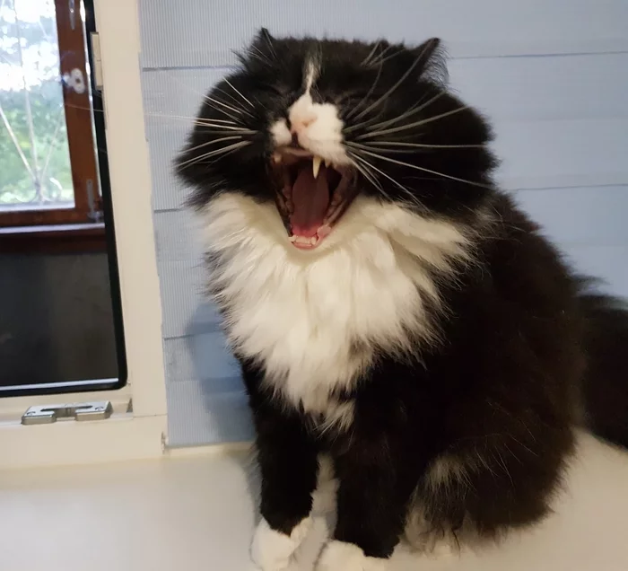 Eat!!! - My, cat, Yawn