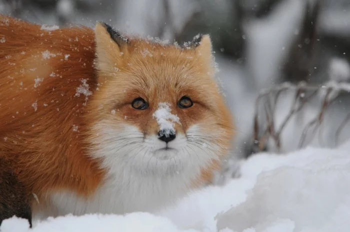 Furry Beauty - Fox, Animals, Wild animals, The photo, beauty, Winter, Snow, Longpost