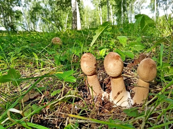 Three for one - My, Mushrooms, Nature