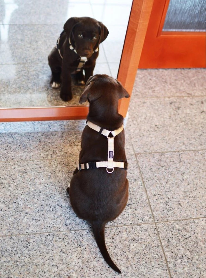 My mirror tell me... 2 - Dog, Puppies, Mirror, Reflection, admiring, Longpost