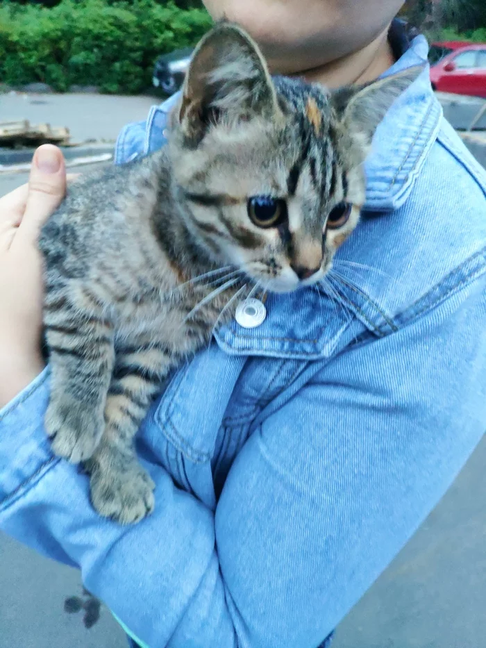 Tame, kitten in good hands - My, No rating, cat, In good hands, The street, Help, Longpost, Moscow, Podolsk