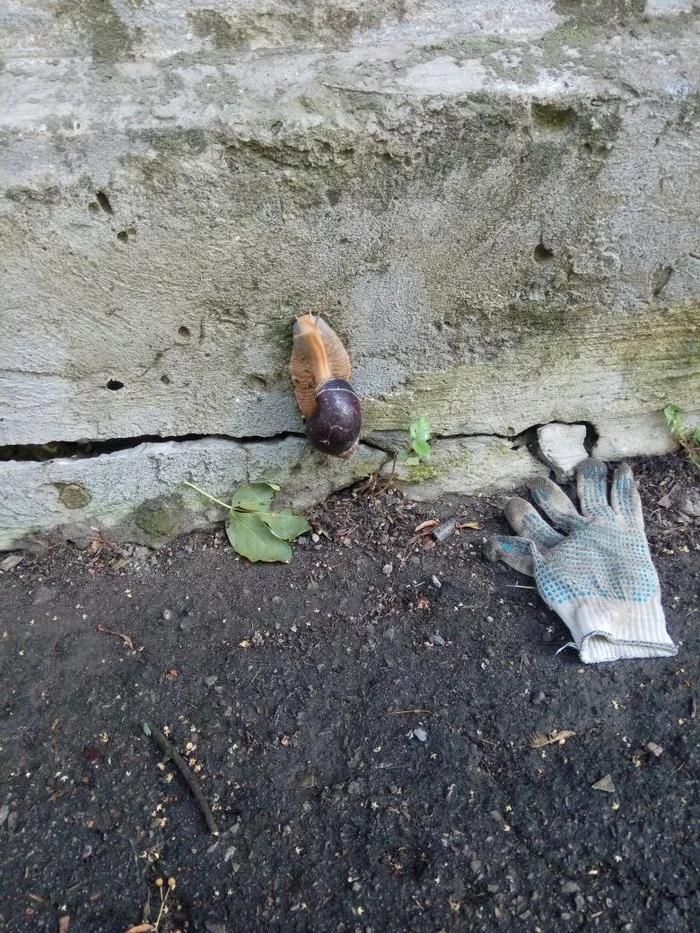 Say a word about homeless snails - My, Snail, The street, Animal Rescue, Longpost