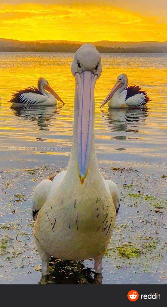 Listen, come here! - Pelican, Gopniks