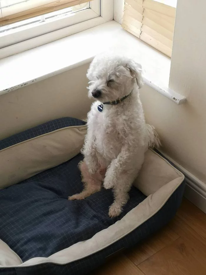 This is what I look like every weekday morning before going to work - The photo, Animals, Dog, Pose, Dream, Morning, Lounger, Reddit