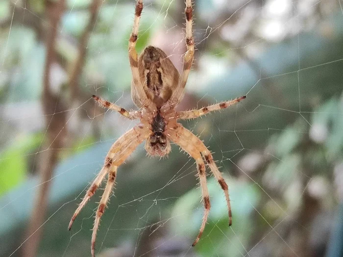 I went home. Animal photo - My, Spider, Nature, Longpost