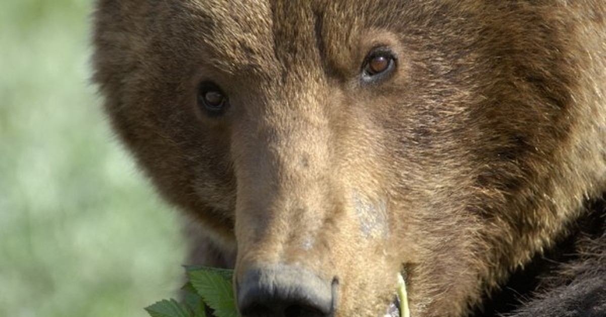 Медведь 1. 1 Медведь. Медведь 1 год.