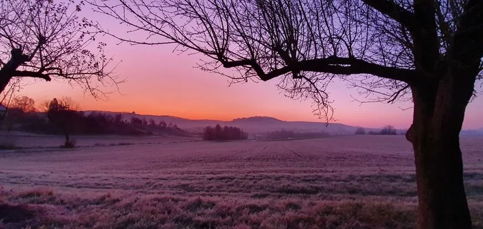 Reply to the post “The morning is painted with a gentle light...” - My, Tree, The photo, dawn, Reply to post, Field, Nature