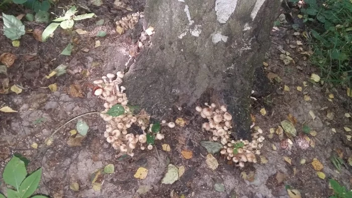 Let's go honey mushrooms - My, Mushrooms, Autumn, September 1, Heat, Photo on sneaker, Forest, Longpost