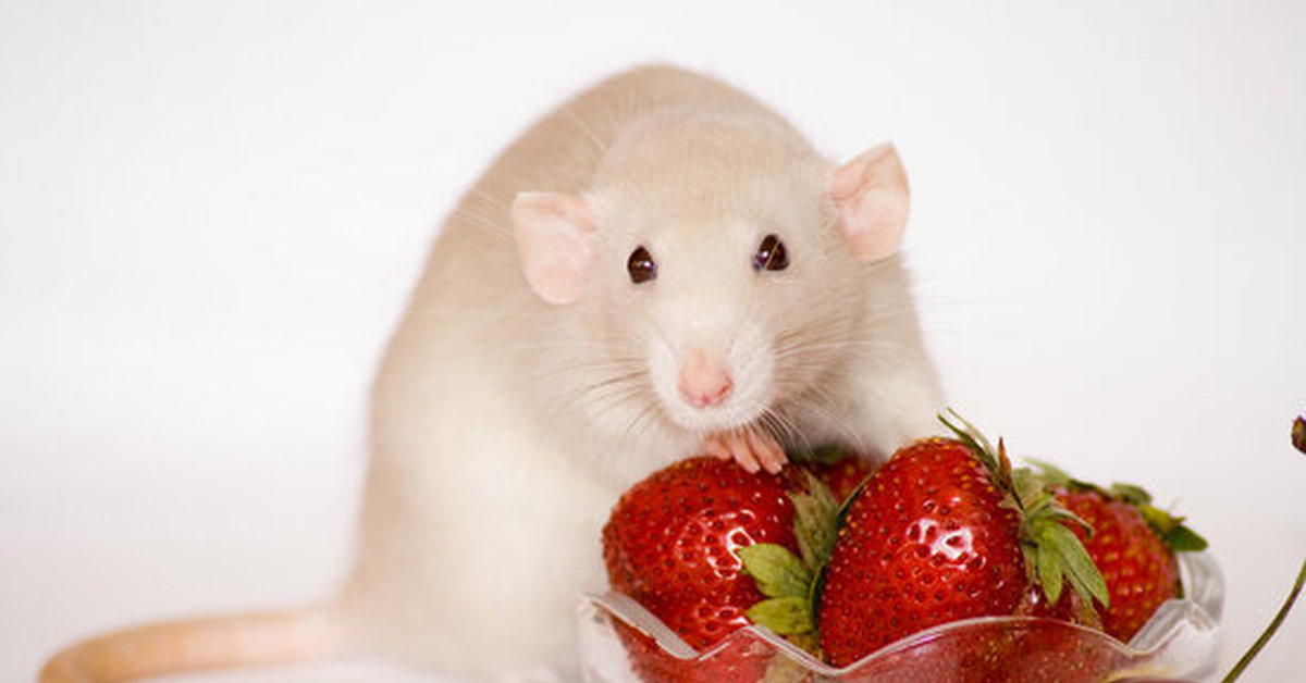 Можно крысам клубнику. Белая мышь. Мышь ест клубнику. Фруктовая крыса. Мышка кушает.