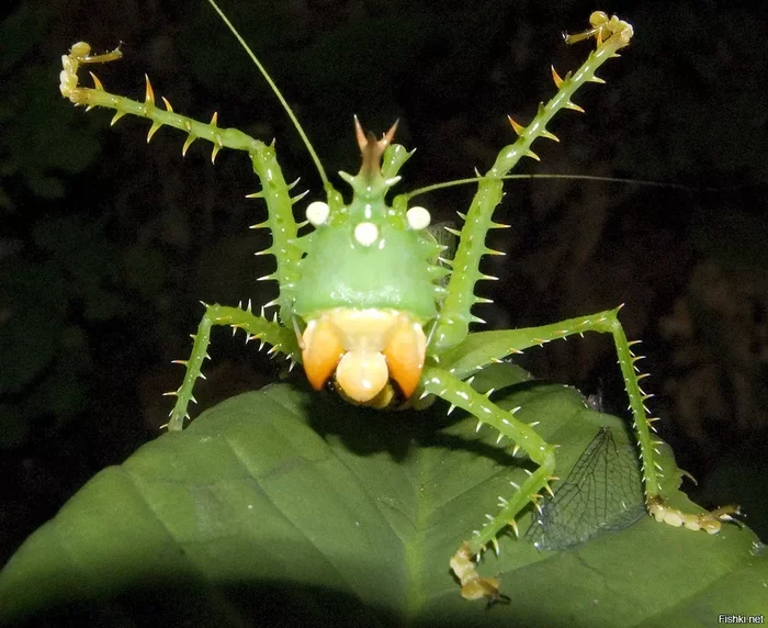 Grasshoppers: Harmless and kind? No matter how it is! Myths and truth about bloodthirsty grasshoppers - Grasshopper, Predator, Animals, Yandex Zen, Longpost, Entomology