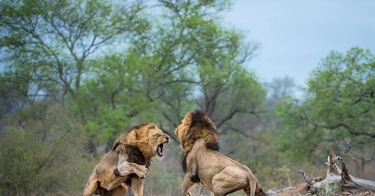 Покажи схватку. Битва Львов. Битвы животных в дикой природе. Животные дерутся. Бои зверей в дикой природе.