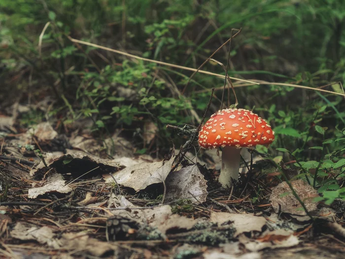 On unknown paths - My, Balaam, Fly agaric, Travel across Russia, The photo