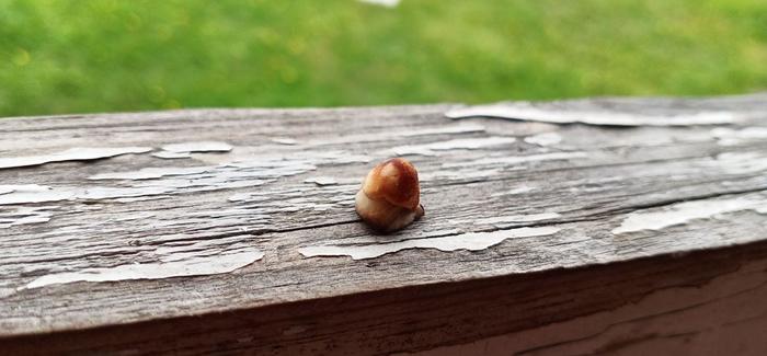 Small but beautiful - My, Mushrooms, Redhead, Harvest, Sverdlovsk region