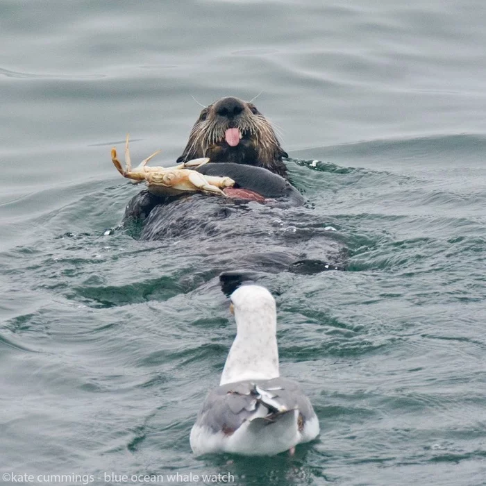 Will not give it back - Mammals, Funny, Otter, Seagulls, The photo