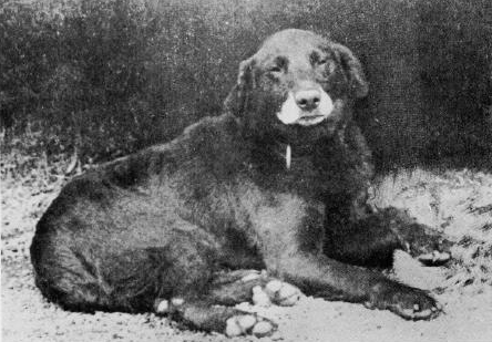 Extinct dog breeds #1. Small Newfoundland or St. Water Dog Jones - Dog, Dog breeds, Story, Video, Longpost