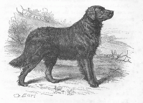 Extinct dog breeds #1. Small Newfoundland or St. Water Dog Jones - Dog, Dog breeds, Story, Video, Longpost