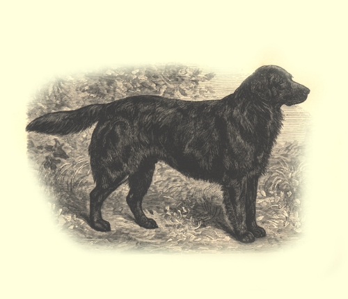 Extinct dog breeds #1. Small Newfoundland or St. Water Dog Jones - Dog, Dog breeds, Story, Video, Longpost